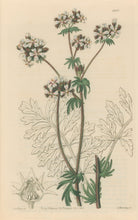 Load image into Gallery viewer, Sweet Pl. 1997
