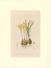 Load image into Gallery viewer, Sweet Pl. 2008
