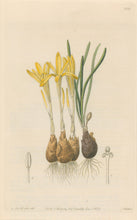 Load image into Gallery viewer, Sweet Pl. 2008
