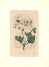 Load image into Gallery viewer, Sweet Pl. 274
