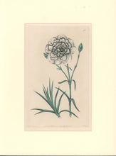 Load image into Gallery viewer, Sweet Pl. 40
