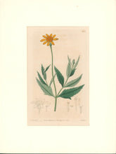 Load image into Gallery viewer, Sweet Pl. 543
