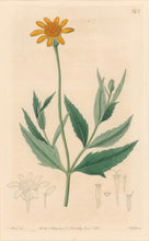 Load image into Gallery viewer, Sweet Pl. 543
