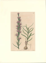 Load image into Gallery viewer, Sweet Pl. 595
