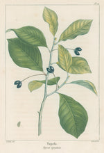 Load image into Gallery viewer, Michaux, Fracois Andre  "Plate 111- Tupelo"
