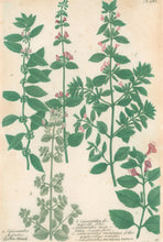 Load image into Gallery viewer, Weinmann, Johann Wilhelm Pl. 280
