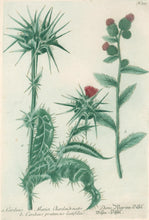 Load image into Gallery viewer, Weinmann, Johann Wilhelm [Thistle] Pl. 313
