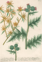 Load image into Gallery viewer, Weinmann, Johann Wilhelm Pl. 317
