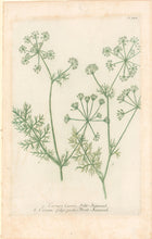 Load image into Gallery viewer, Weinmann, Johann Wilhelm Pl. 321
