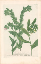 Load image into Gallery viewer, Weinmann, Johann Wilhelm Pl. 359
