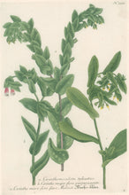 Load image into Gallery viewer, Weinmann, Johann Wilhelm Pl. 359
