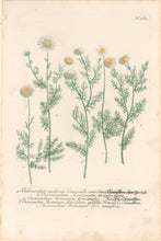 Load image into Gallery viewer, Weinmann, Johann Wilhelm Pl. 363
