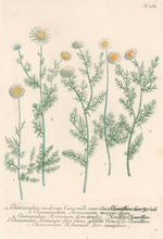 Load image into Gallery viewer, Weinmann, Johann Wilhelm Pl. 363
