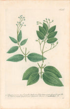 Load image into Gallery viewer, Weinmann, Johann Wilhelm Pl. 386
