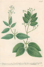 Load image into Gallery viewer, Weinmann, Johann Wilhelm Pl. 386
