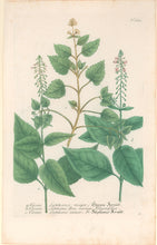 Load image into Gallery viewer, Weinmann, Johann Wilhelm Pl. 389
