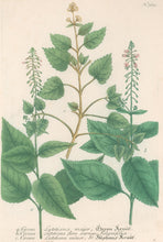 Load image into Gallery viewer, Weinmann, Johann Wilhelm Pl. 389
