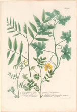 Load image into Gallery viewer, Weinmann, Johann Wilhelm Pl. 405
