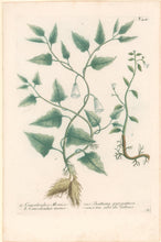 Load image into Gallery viewer, Weinmann, Johann Wilhelm Pl. 421
