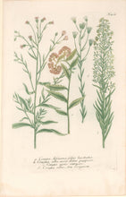 Load image into Gallery viewer, Weinmann, Johann Wilhelm Pl. 422
