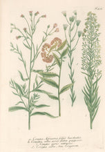 Load image into Gallery viewer, Weinmann, Johann Wilhelm Pl. 422
