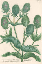 Load image into Gallery viewer, Weinmann, Johann Wilhelm Pl. 467
