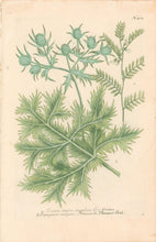 Load image into Gallery viewer, Weinmann, Johann Wilhelm Pl. 484 [Sea Holly]

