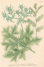 Load image into Gallery viewer, Weinmann, Johann Wilhelm Pl. 484 [Sea Holly]
