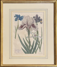 Load image into Gallery viewer, Weinmann, Johann Wilhelm Pl. 611
