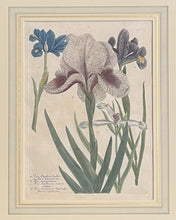 Load image into Gallery viewer, Weinmann, Johann Wilhelm Pl. 611

