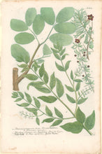 Load image into Gallery viewer, Weinmann, Johann Wilhelm Pl. 864
