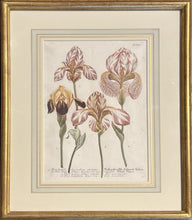 Load image into Gallery viewer, Weinmann, Johann Wilhelm Pl. 608
