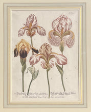 Load image into Gallery viewer, Weinmann, Johann Wilhelm Pl. 608

