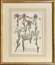 Load image into Gallery viewer, Weinmann, Johann Wilhelm Pl. 610

