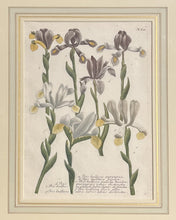 Load image into Gallery viewer, Weinmann, Johann Wilhelm Pl. 610
