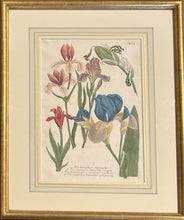 Load image into Gallery viewer, Weinmann, Johann Wilhelm Pl. 612
