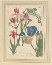 Load image into Gallery viewer, Weinmann, Johann Wilhelm Pl. 612
