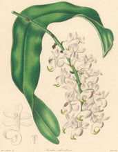Load image into Gallery viewer, Maund, S. &quot;Aerides odoratum.&quot; From &quot;The Botanist&quot;
