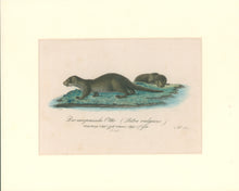 Load image into Gallery viewer, Büchner, J.L. [European Otter]
