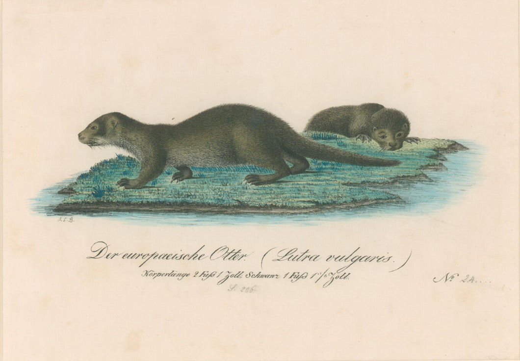 Büchner, J.L. [European Otter]