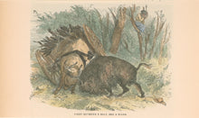 Load image into Gallery viewer, Unattributed “Fight Between a Bull and a Bison&quot;
