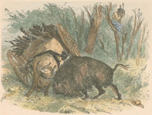 Load image into Gallery viewer, Unattributed “Fight Between a Bull and a Bison&quot;
