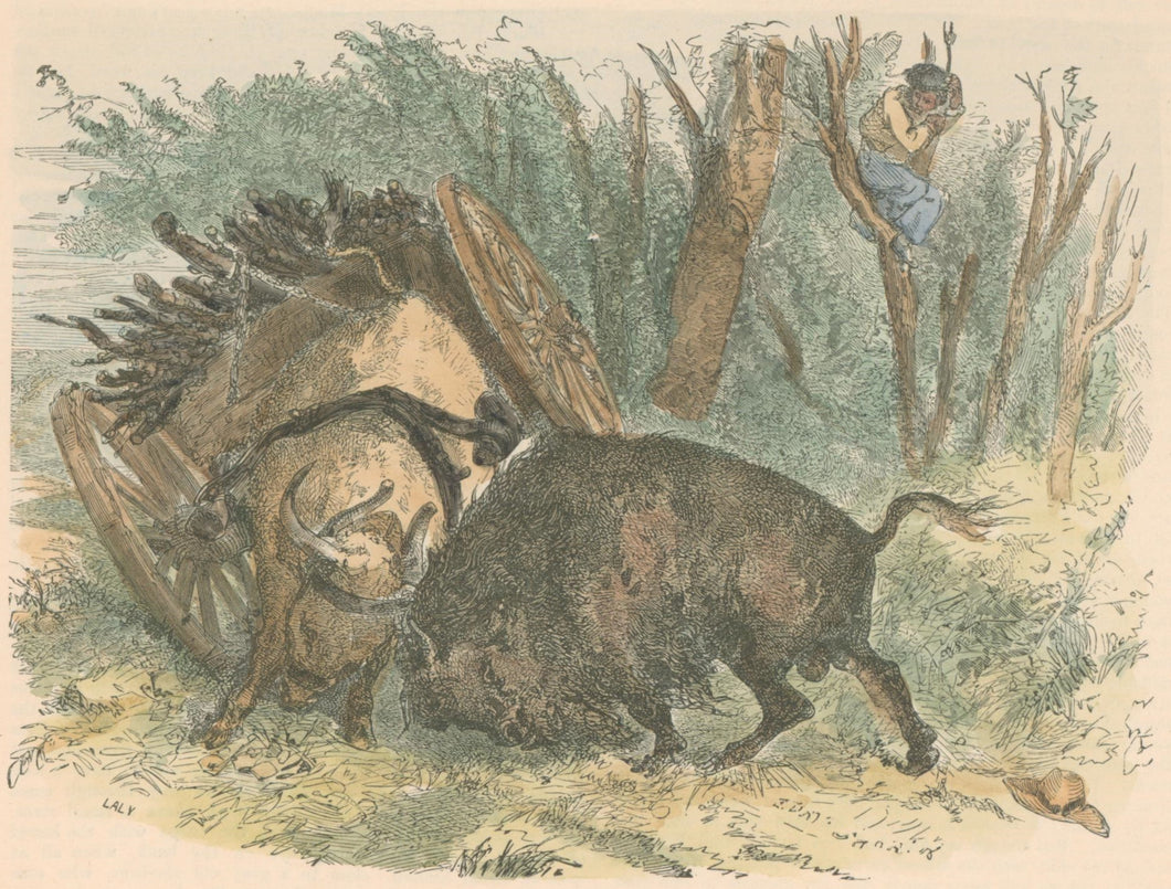 Unattributed “Fight Between a Bull and a Bison