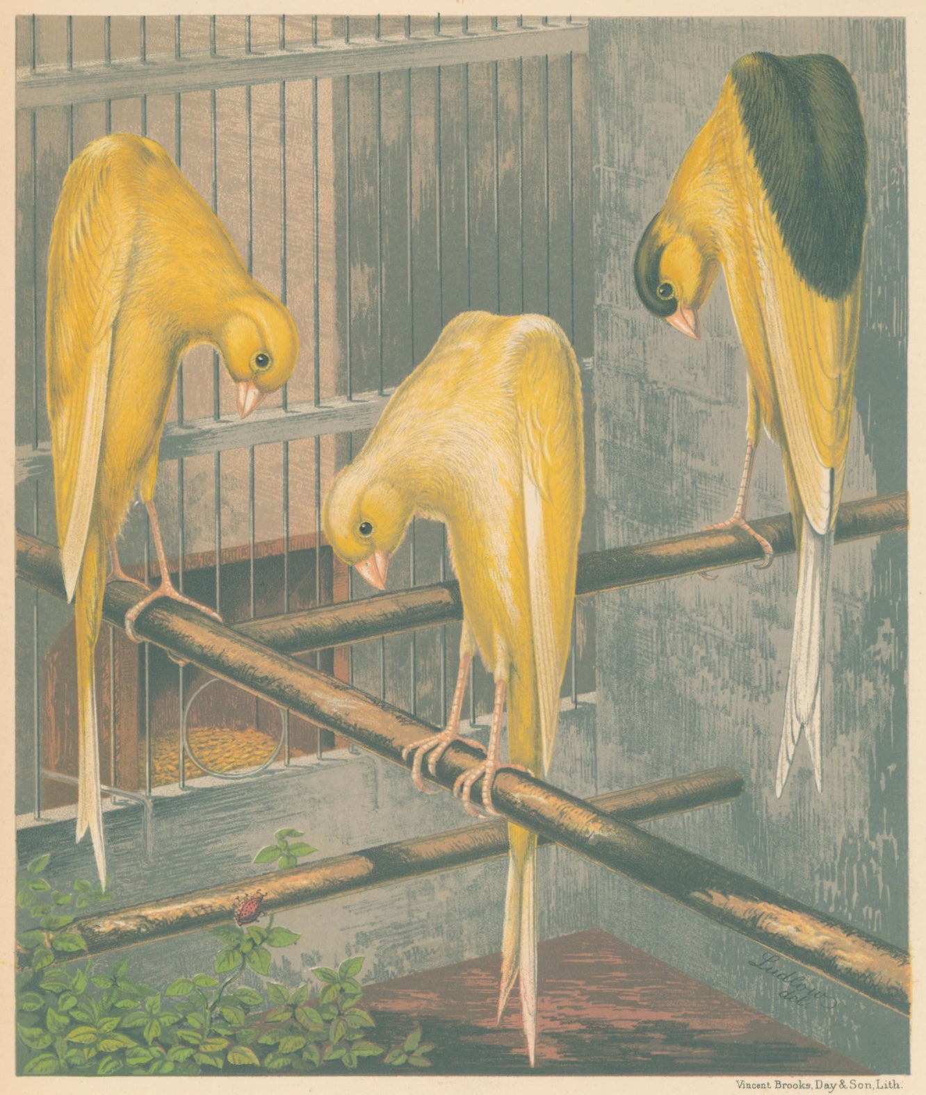 Ludlow “Belgian Canaries: Clear Yellow, Variegated Yellow, Clear