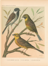 Load image into Gallery viewer, Rutledge, W. “Black-Headed Bunting, Cirl Bunting, Yellow Bunting&quot;
