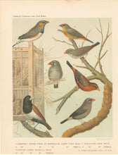 Load image into Gallery viewer, Rutledge, W. “Chestnut Eared Finch or Australian Zebra Finch, (M&amp;F), African Zebra Waxbill (M&amp;F), Amaduve Finch (M&amp;F), Three Coloured Finch or Nun&quot;
