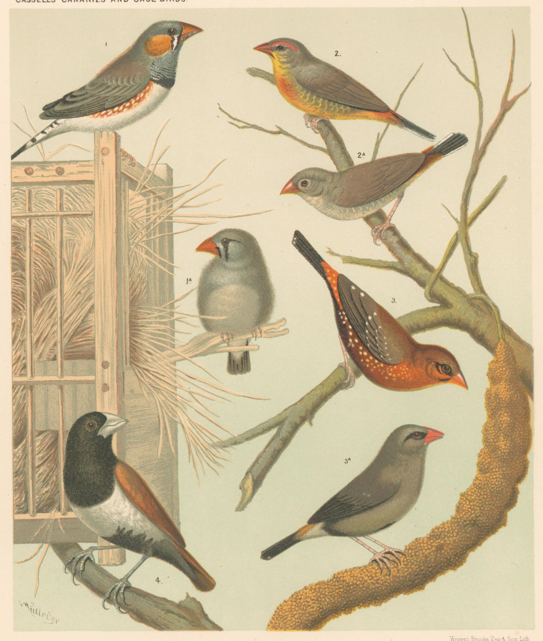 Rutledge, W. “Chestnut Eared Finch or Australian Zebra Finch, (M&F), African Zebra Waxbill (M&F), Amaduve Finch (M&F), Three Coloured Finch or Nun