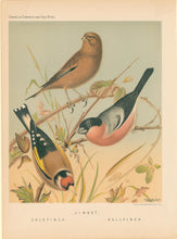 Load image into Gallery viewer, Rutledge, W. “Linnet, Goldfinch, Bullfinch&quot;

