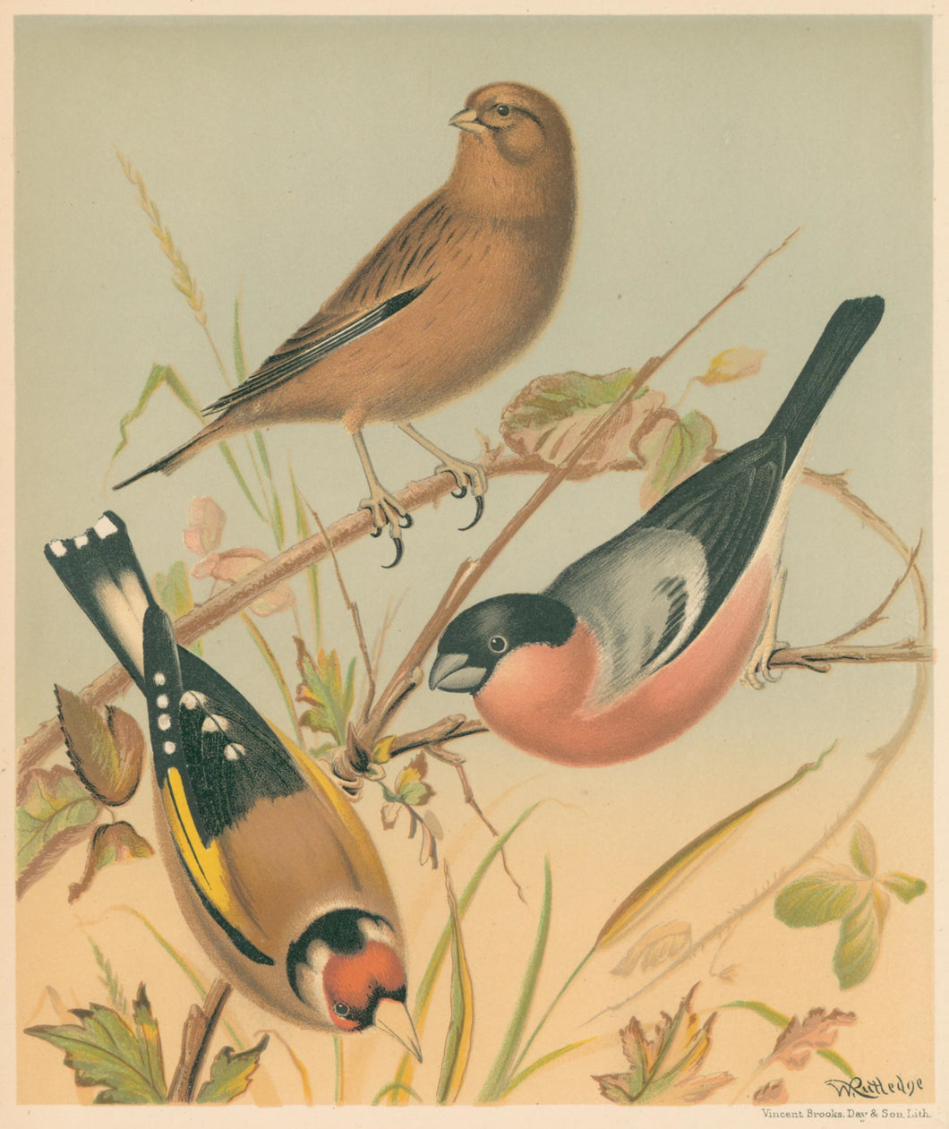 Rutledge, W. “Linnet, Goldfinch, Bullfinch