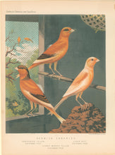 Load image into Gallery viewer, Ludlow “Norwich Canaries: Variegated Yellow, Clear Buff, Evenly Marked Yellow&quot;
